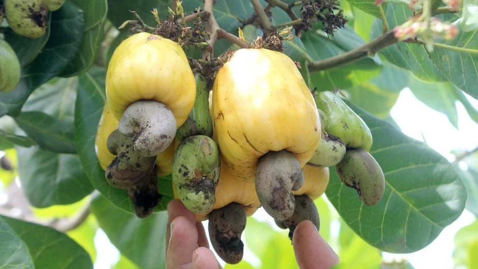 Đồng Nai sắp có lễ hội lớn, quyết tâm đưa thương hiệu điều bay xa Đồng Nai sắp có lễ hội lớn, quyết tâm đưa thương hiệu điều bay xa