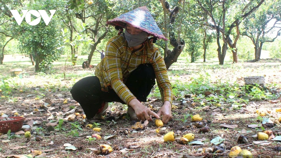 Đồng Nai sắp có lễ hội lớn, quyết tâm đưa thương hiệu điều bay xa Đồng Nai sắp có lễ hội lớn, quyết tâm đưa thương hiệu điều bay xa