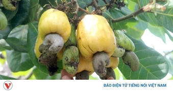 Đồng Nai sắp có lễ hội lớn, quyết tâm đưa thương hiệu điều bay xa
