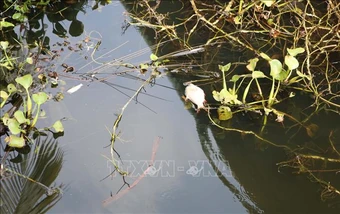 Đồng Nai: Xuất hiện cá chết tại hồ thủy lợi Phước Hòa