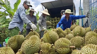 Đồng Tháp bàn cách phát triển bền vững sầu riêng, mít