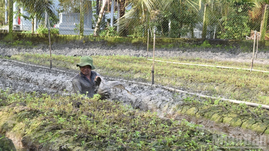 Đồng Tháp chưa xác định nguyên nhân chính vụ rau màu thiệt hại bất thường
