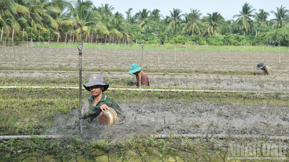 Đồng Tháp chưa xác định nguyên nhân chính vụ rau màu thiệt hại bất thường
