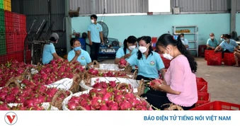 Đồng Tháp đã cấp 3.400 mã số vùng trồng trái cây chủ lực