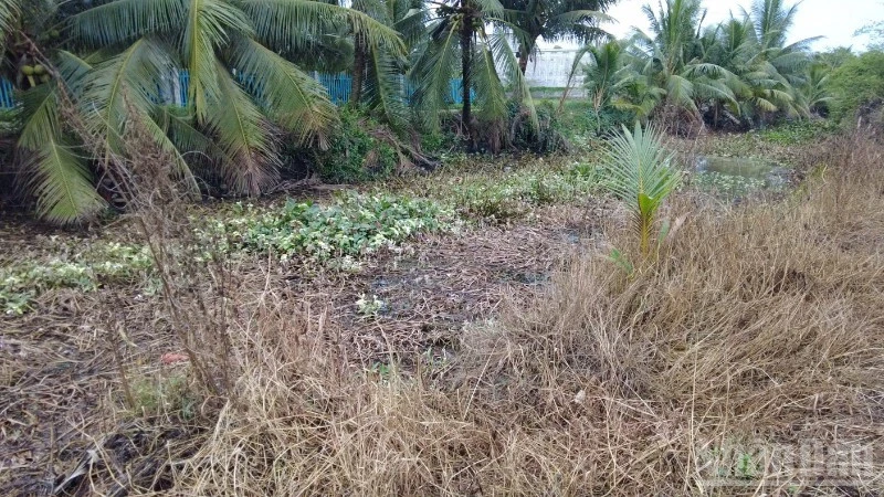 Đồng Tháp đang làm rõ vụ rau màu có dấu hiệu thiệt hại bất thường Đồng Tháp đang làm rõ vụ rau màu có dấu hiệu thiệt hại bất thường