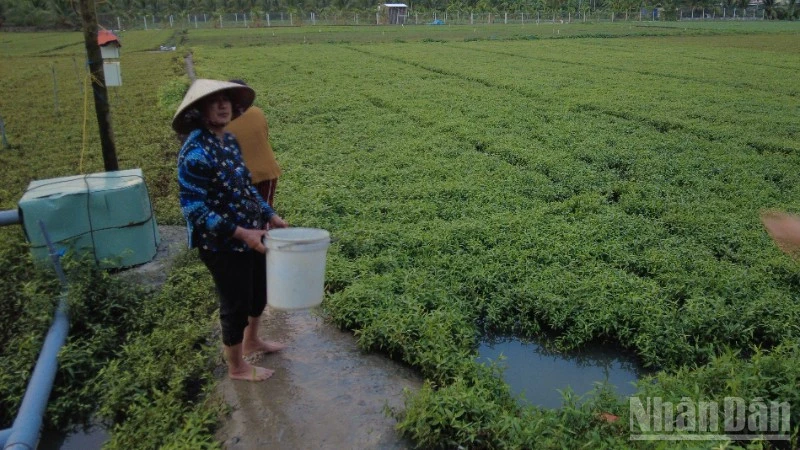 Đồng Tháp đang làm rõ vụ rau màu có dấu hiệu thiệt hại bất thường Đồng Tháp đang làm rõ vụ rau màu có dấu hiệu thiệt hại bất thường