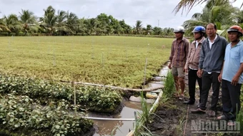 Đồng Tháp đang làm rõ vụ rau màu có dấu hiệu thiệt hại bất thường