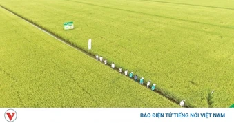 Đồng Tháp: Đẩy mạnh triển khai đề án 1 triệu ha lúa chất lượng cao, phát thải thấp