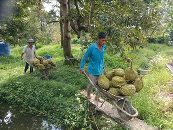 Đồng Tháp đề xuất hỗ trợ kiểm nghiệm sầu riêng, mít phục vụ xuất khẩu