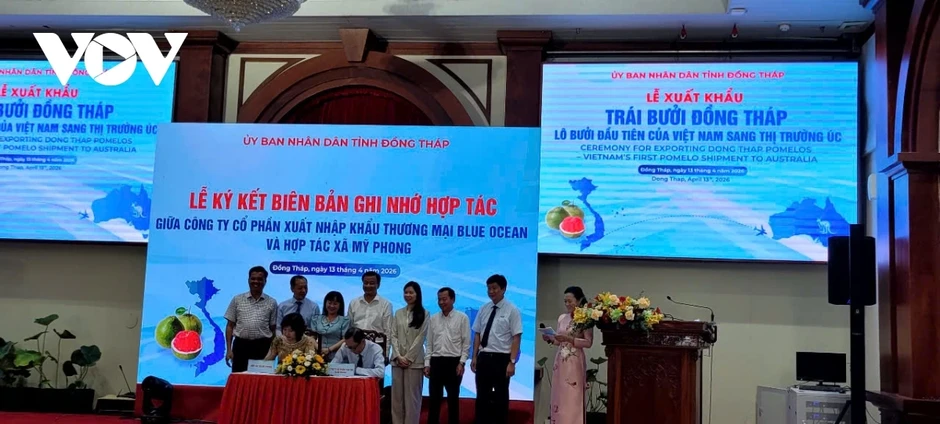 Đồng Tháp đưa lô bưởi da xanh đầu tiên xuất khẩu sang thị trường Úc Đồng Tháp đưa lô bưởi da xanh đầu tiên xuất khẩu sang thị trường Úc