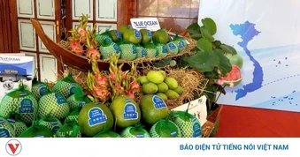 Đồng Tháp đưa lô bưởi da xanh đầu tiên xuất khẩu sang thị trường Úc