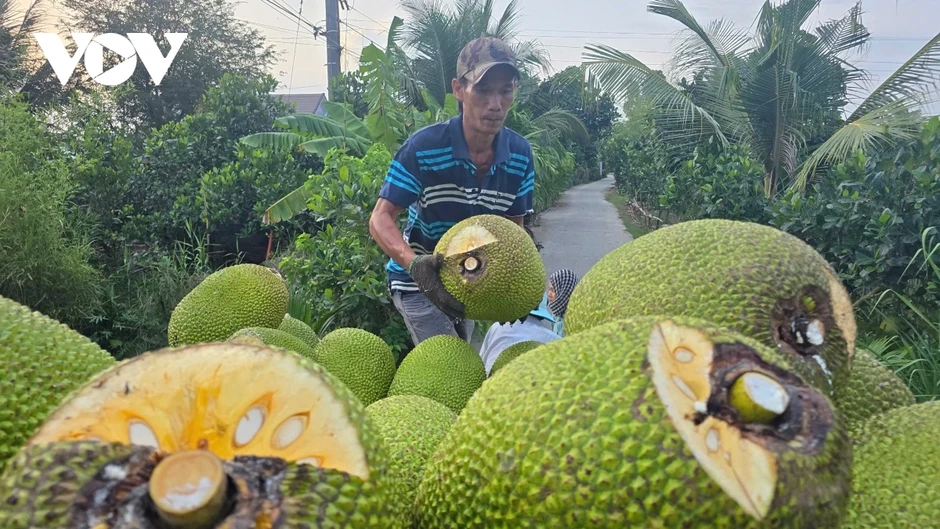 Đồng Tháp kiến nghị lấy mẫu xét nghiệm sầu riêng, mít Đồng Tháp kiến nghị lấy mẫu xét nghiệm sầu riêng, mít