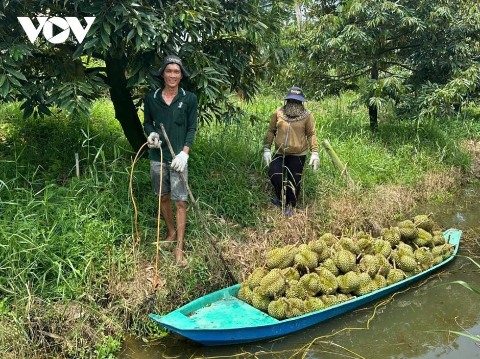 Đồng Tháp kiến nghị lấy mẫu xét nghiệm sầu riêng, mít Đồng Tháp kiến nghị lấy mẫu xét nghiệm sầu riêng, mít