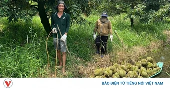 Đồng Tháp kiến nghị lấy mẫu xét nghiệm sầu riêng, mít