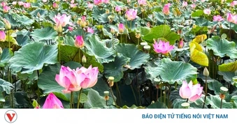 Đồng Tháp tháo gỡ “điểm nghẽn” để ngành hàng sen phát triển bền vững