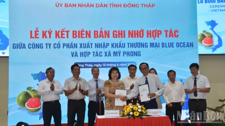 Đồng Tháp xuất khẩu lô bưởi đầu tiên sang thị trường Australia Đồng Tháp xuất khẩu lô bưởi đầu tiên sang thị trường Australia
