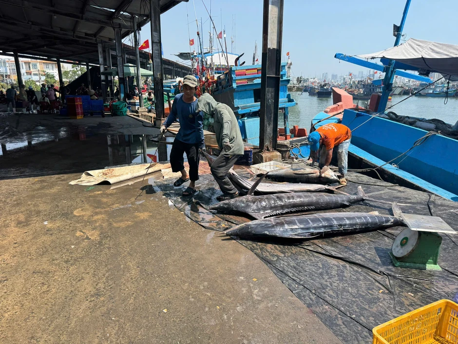 'Đột nhập' cảng cá lớn nhất vùng Duyên hải Nam Trung Bộ 'Đột nhập' cảng cá lớn nhất vùng Duyên hải Nam Trung Bộ