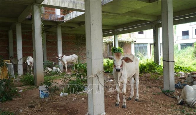Dự án Khu dân cư đô thị nghìn tỷ nhiều năm 'lỡ hẹn'