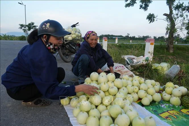 Dưa hấu Nghệ An 'thoát cảnh giải cứu', mở đường vào chế biến sâu Dưa hấu Nghệ An 'thoát cảnh giải cứu', mở đường vào chế biến sâu