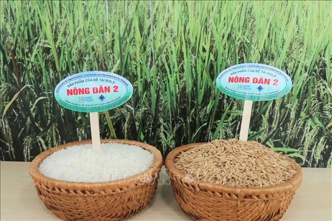 Đưa kết quả chọn tạo hai giống lúa mới từ nghiên cứu ra đồng ruộng Đưa kết quả chọn tạo hai giống lúa mới từ nghiên cứu ra đồng ruộng