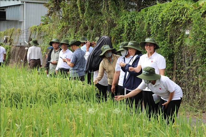 Đưa kết quả chọn tạo hai giống lúa mới từ nghiên cứu ra đồng ruộng Đưa kết quả chọn tạo hai giống lúa mới từ nghiên cứu ra đồng ruộng