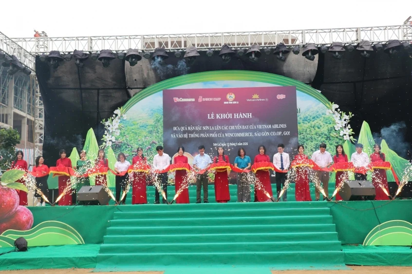 Đưa mận hậu Sơn La lên suất ăn hàng không và hệ thống phân phối lớn
