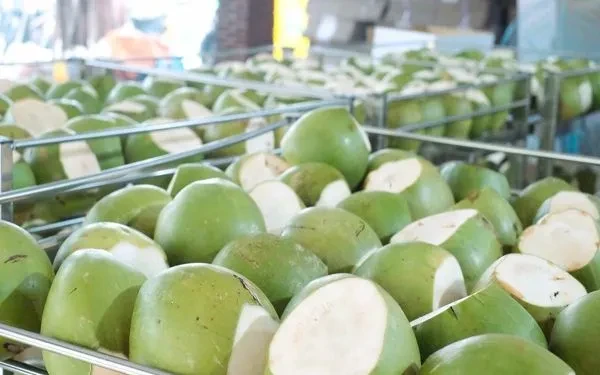 Dừa tươi tăng giá gấp 3 lần Dừa tươi tăng giá gấp 3 lần