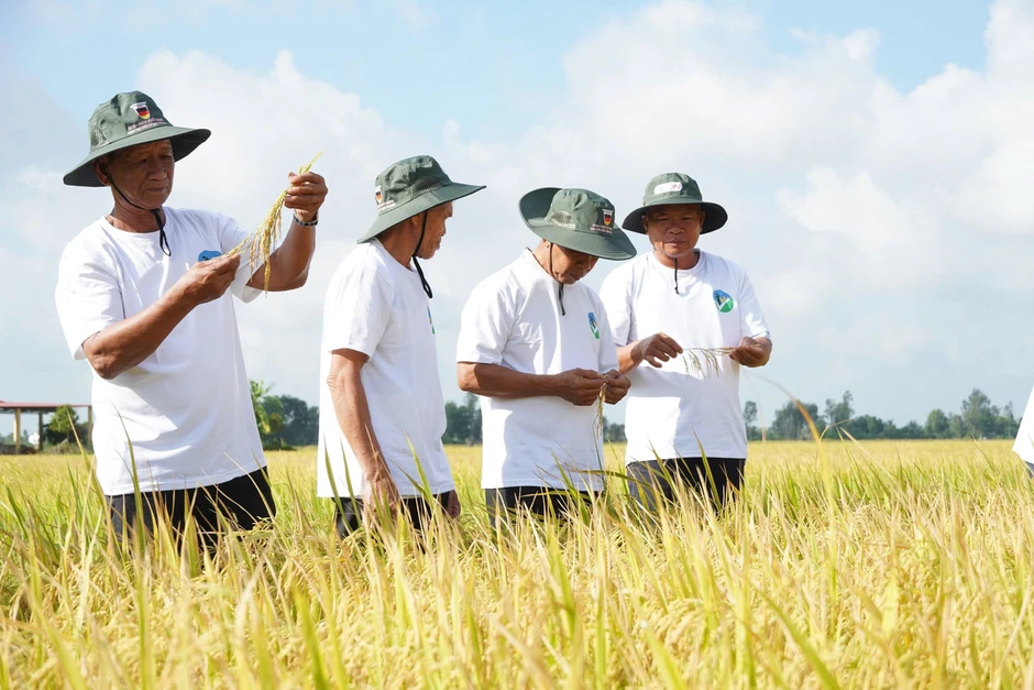 Được gì sau 2 năm thí điểm Đề án 1 triệu ha lúa chất lượng cao? Được gì sau 2 năm thí điểm Đề án 1 triệu ha lúa chất lượng cao?