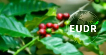 EUDR trước giờ G: Doanh nghiệp xuất khẩu sang châu Âu cần biết gì?