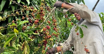 Giá cà phê có thể không tăng cao trong những tháng cuối năm