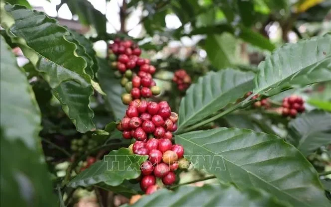 Giá cà phê đồng loạt tăng Giá cà phê đồng loạt tăng