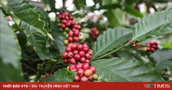Giá cà phê đồng loạt tăng