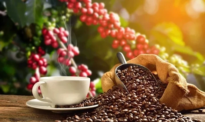 Giá cà phê hôm nay 18/7: Giá cà phê Robusta và Arabica bật tăng Giá cà phê hôm nay 18/7: Giá cà phê Robusta và Arabica bật tăng