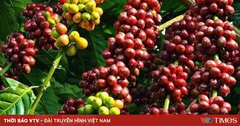 Giá cà phê tăng mạnh