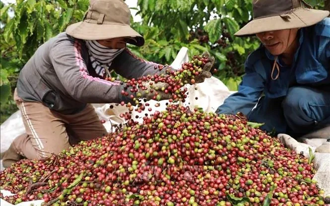 Giá cà phê tăng trở lại do lo ngại nguồn cung Giá cà phê tăng trở lại do lo ngại nguồn cung