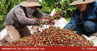 Giá cà phê tăng trở lại do lo ngại nguồn cung