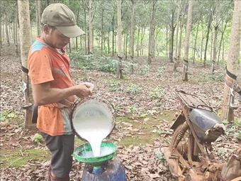 Giá cao su tăng mạnh, nông dân kỳ vọng mùa bội thu