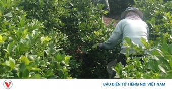 Giá chanh lao dốc, nhà vườn Đồng Tháp lỗ khoảng 3.000 đồng/kg