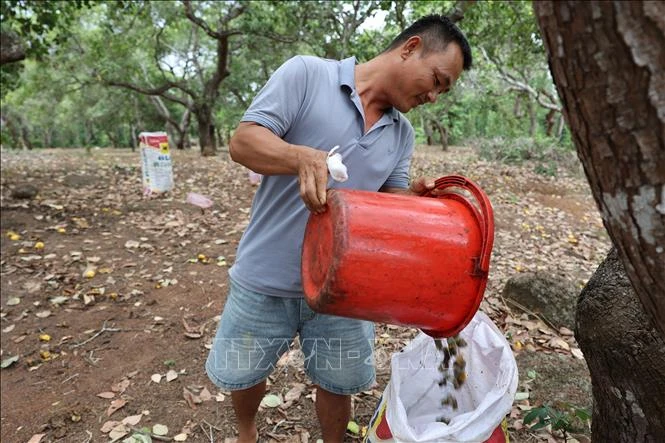 Giá điều duy trì ở mức cao Giá điều duy trì ở mức cao