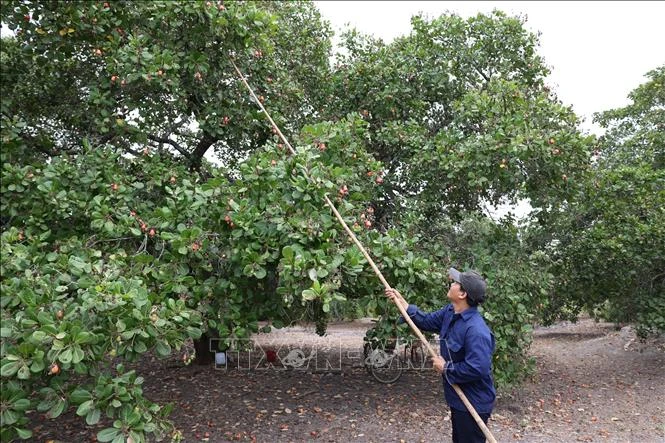 Giá điều duy trì ở mức cao Giá điều duy trì ở mức cao
