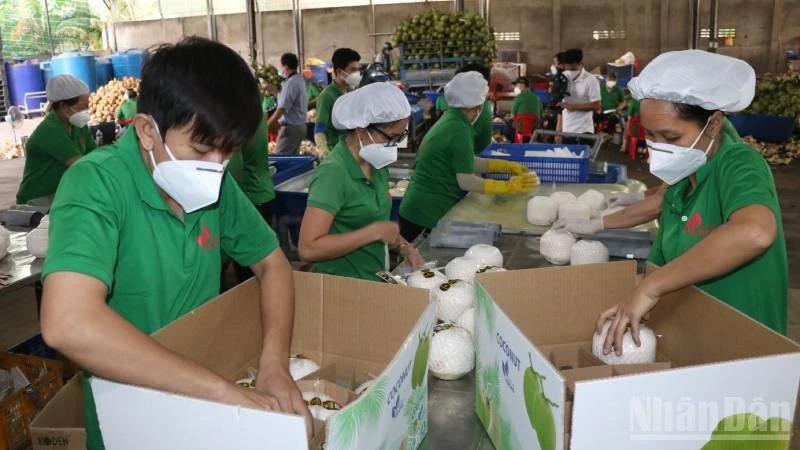 Giá dừa giảm, nông dân gặp khó khăn Giá dừa giảm, nông dân gặp khó khăn