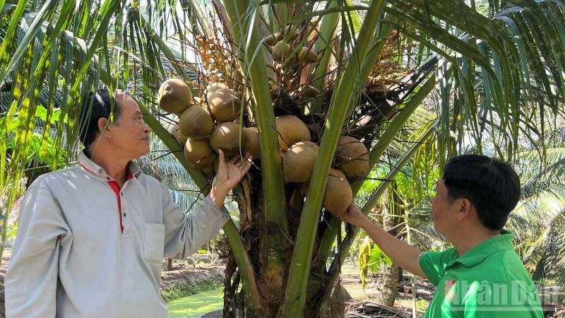 Giá dừa giảm, nông dân gặp khó khăn Giá dừa giảm, nông dân gặp khó khăn