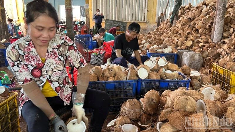 Giá dừa giảm, nông dân gặp khó khăn Giá dừa giảm, nông dân gặp khó khăn
