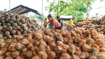 Giá dừa giảm, nông dân gặp khó khăn