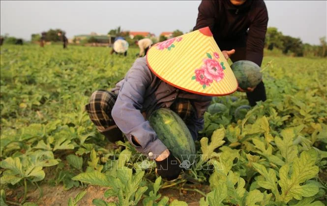 Giá dưa hấu xuống thấp, nông dân lao đao giữa vụ thu hoạch Giá dưa hấu xuống thấp, nông dân lao đao giữa vụ thu hoạch