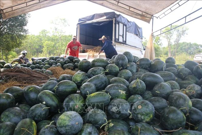 Giá dưa hấu xuống thấp, nông dân lao đao giữa vụ thu hoạch Giá dưa hấu xuống thấp, nông dân lao đao giữa vụ thu hoạch