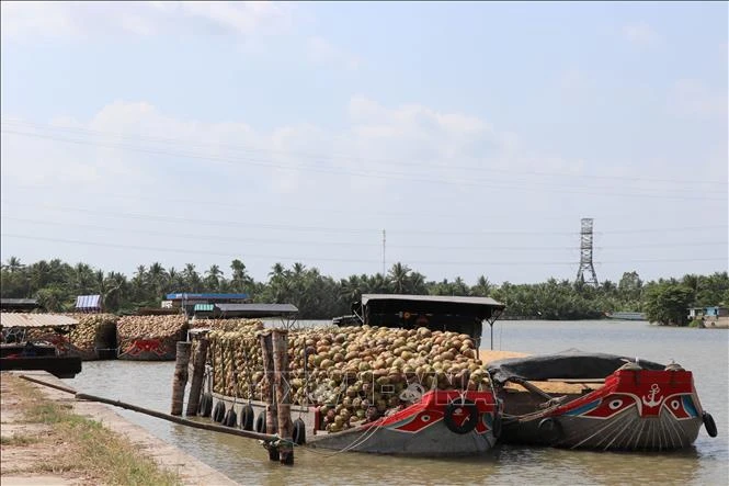 Giá dừa khô giảm mạnh, nhiều nhà vườn bán dừa tươi bù thu nhập Giá dừa khô giảm mạnh, nhiều nhà vườn bán dừa tươi bù thu nhập