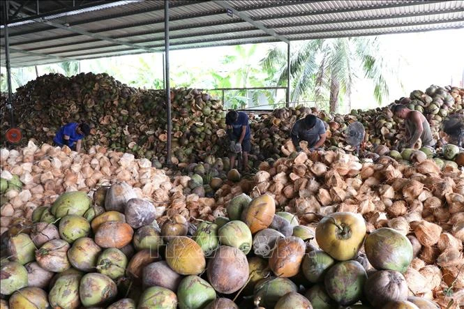 Giá dừa khô giảm mạnh, nhiều nhà vườn bán dừa tươi bù thu nhập Giá dừa khô giảm mạnh, nhiều nhà vườn bán dừa tươi bù thu nhập