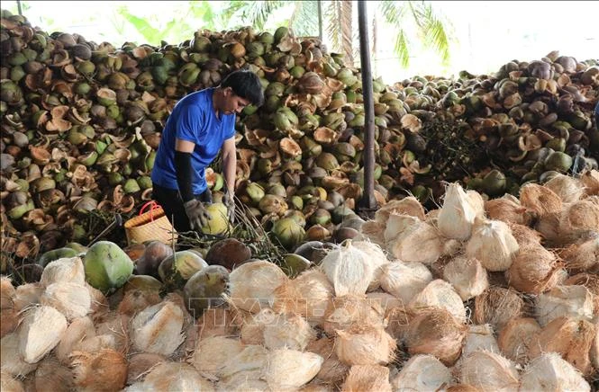 Giá dừa khô giảm mạnh, nhiều nhà vườn bán dừa tươi bù thu nhập Giá dừa khô giảm mạnh, nhiều nhà vườn bán dừa tươi bù thu nhập