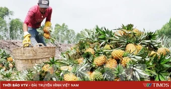 Giá dứa liên tục tăng cao
